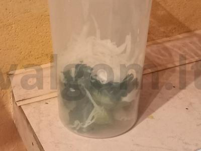 Vištiena su daržovėmis žaliame padaže Žingsnis 7