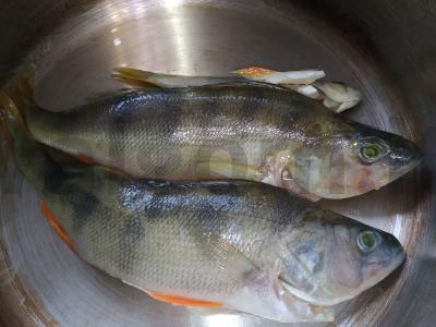 Ežerinių lydekų sriuba su bulvėmis ir morkomis Žingsnis 3