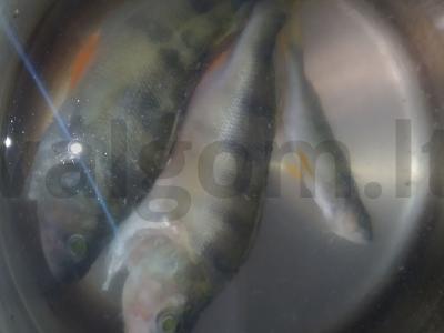 Ežerinių lydekų sriuba su bulvėmis ir morkomis Žingsnis 4