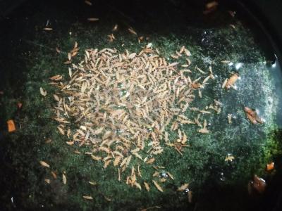 Borsčas su raugintais kopūstais Žingsnis 4