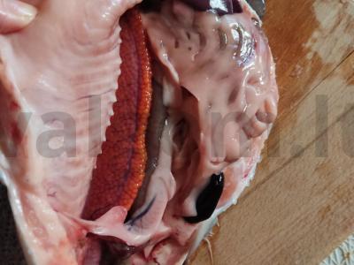 Lašišų ikrų sūdymas Žingsnis 1