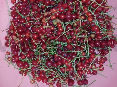 Raudonųjų serbentų kompotas su juodųjų serbentų lapais Žingsnis 1