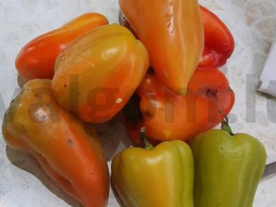 Paprika žiemai Žingsnis 1