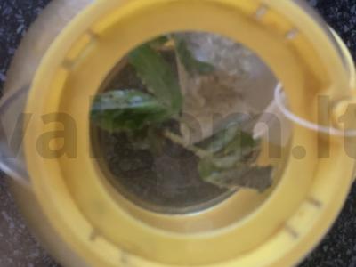 Ramunėlių arbata su mėtomis Žingsnis 2