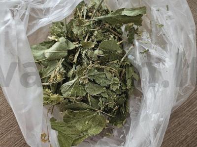 Sūdyti agurkai su vynuogių lapais Žingsnis 1