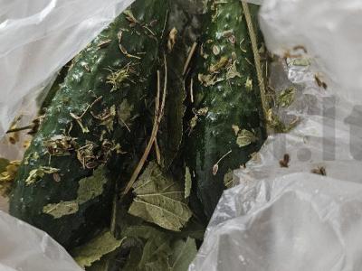 Sūdyti agurkai su vynuogių lapais Žingsnis 3