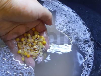 Žirnių sriuba su rūkyta šonine Žingsnis 1