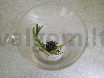 Arbata su avietėmis, rozmarinu ir medumi Žingsnis 2