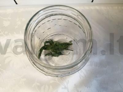 Pomidorų sūdymas šaltu būdu Žingsnis 2