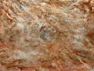 Pica su vyšniniais pomidorais ir dešra Žingsnis 1