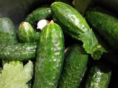 Marinuoti agurkai su juodųjų serbentų, vyšnių ir krienų lapais Žingsnis 2