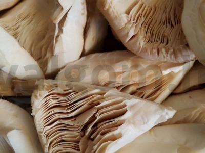 Grybai skėčiai tešloje Žingsnis 1