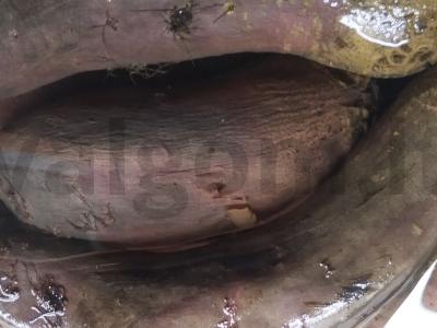 Burokėlių salotas su žirneliais Žingsnis 2