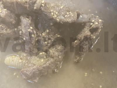 Aštrus šaltas „Permatomas“ iš jautienos su garstyčiomis Žingsnis 1