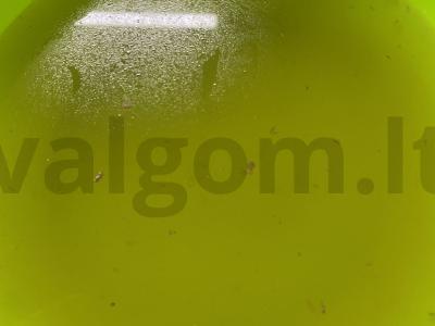 Aštrus šaltas „Permatomas“ iš jautienos su garstyčiomis Žingsnis 3