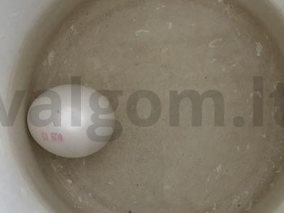 Tostai su tuno užtepėle Žingsnis 1