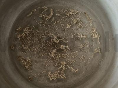 Kvinoja su avižomis ir medumi Žingsnis 1