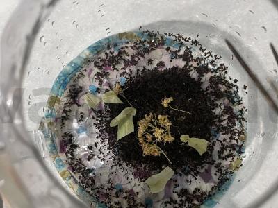 Autorinis arbatos receptas su uogomis ir citrina Žingsnis 2