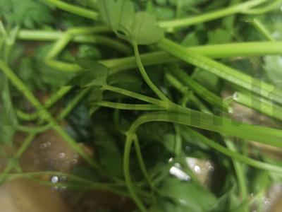 Pietūs „Oktoberfest“ Žingsnis 5