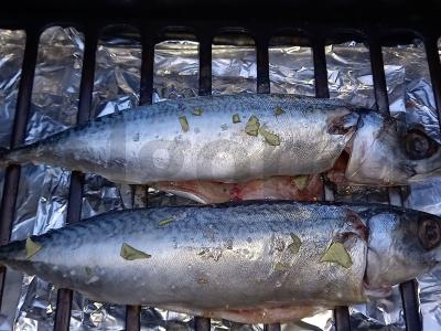 Rūkyta skumbrė ant kriaušių drožlių Žingsnis 8