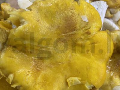 Grybų ir vištienos krūtinėlės žiulienas Žingsnis 1