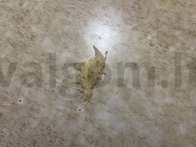 Česnakinė pupelių užtepėlė duonai Žingsnis 5