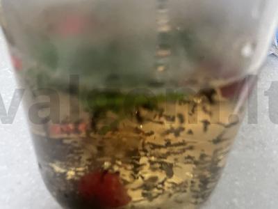 Arbata „Kaimo“ su melisa Žingsnis 8