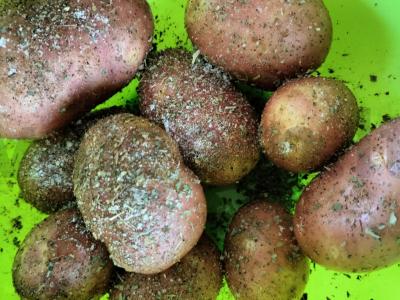 Kvapni jauna bulvė su česnaku Žingsnis 2