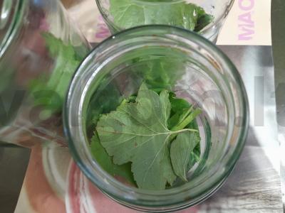 Sūdyti agurkai žiemai Žingsnis 5