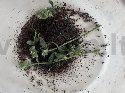 Arbata „Raminanti“ Žingsnis 2