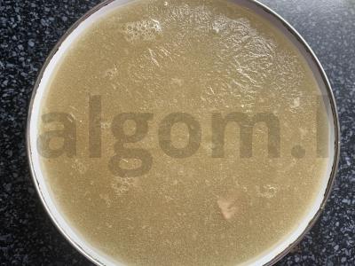 Šaltiena iš kiaulienos ir kalakutienos Žingsnis 7