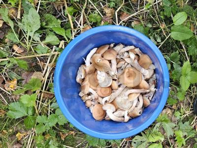 Marinuoti žiemai pievagrybiai Žingsnis 1