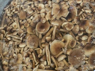 Marinuoti žiemai pievagrybiai Žingsnis 2