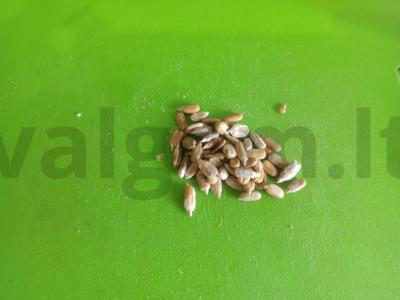 Kvietinė plokštainis su žolelėmis, sūriu ir sėklomis Žingsnis 1