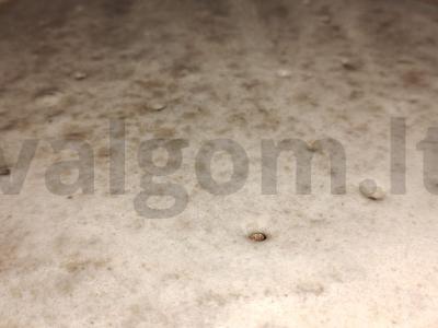 Baltyminių vamzdelių „Laduškos“ Žingsnis 5