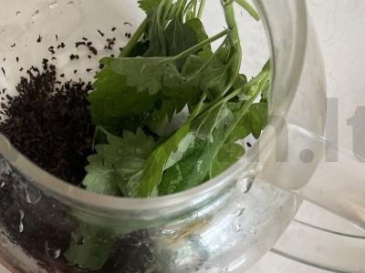 Arbata su melisa, šaltalankiu ir juodąja serbentu Žingsnis 2