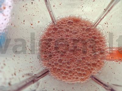 Uogų kokteilis su sultimis Žingsnis 4