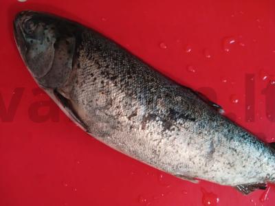 Kepta upėtakis ant daržovių pagalvėlės Žingsnis 2