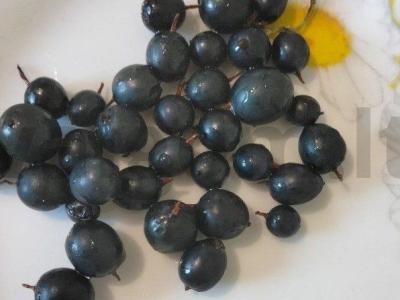 Varškės desertas su uogomis ir želė Žingsnis 5