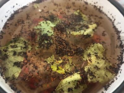 Gėrimas su šermukšnio uogomis, imbieru ir juodųjų serbentų lapais Žingsnis 5