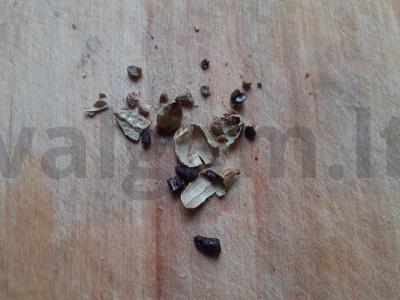 Cikorija su kardamonu ir gvazdikėliais Žingsnis 1