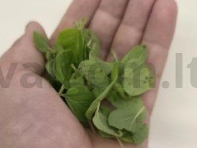 Mojitas „Namų“ su braškėmis ir citrina Žingsnis 2