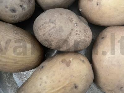 Grietinėlės ir česnako bulvės orkaitėje Žingsnis 1