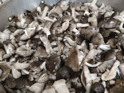 Marinuoti grybai žiemai Žingsnis 2