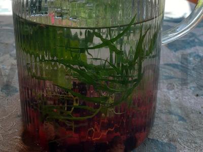 Gaivus gėrimas su serbentais, mėtomis ir estragonu Žingsnis 3