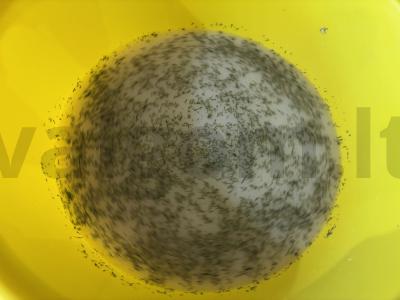 Mielinė pica tešla su džiovintu krapu Žingsnis 3