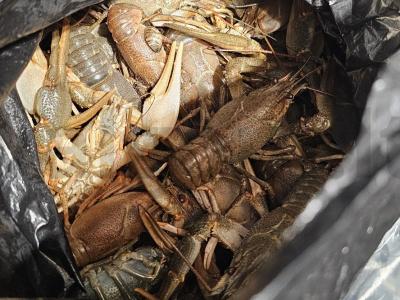 Skaniausi virti vėžiai Žingsnis 1