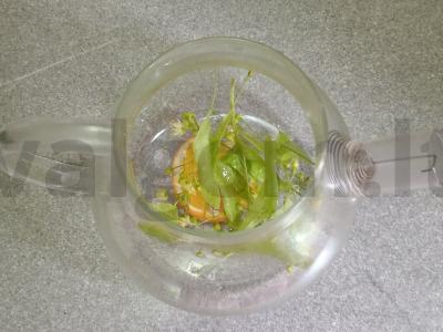 Liepos, mėtų, spanguolių, citrinos ir medaus arbata Žingsnis 2