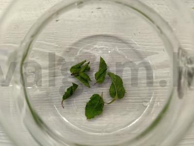 Žolelių gėrimas su spanguolėmis Žingsnis 1