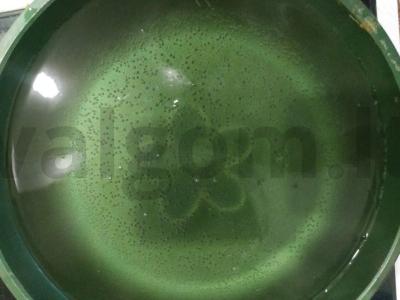 Farfalle su karčiu ir daržovėmis Žingsnis 3